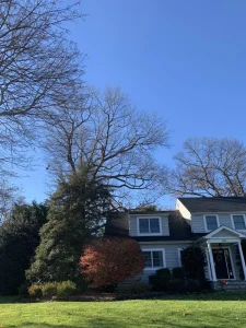 Trusted Tree Care for Monmouth Beach Homes 10 Image #5