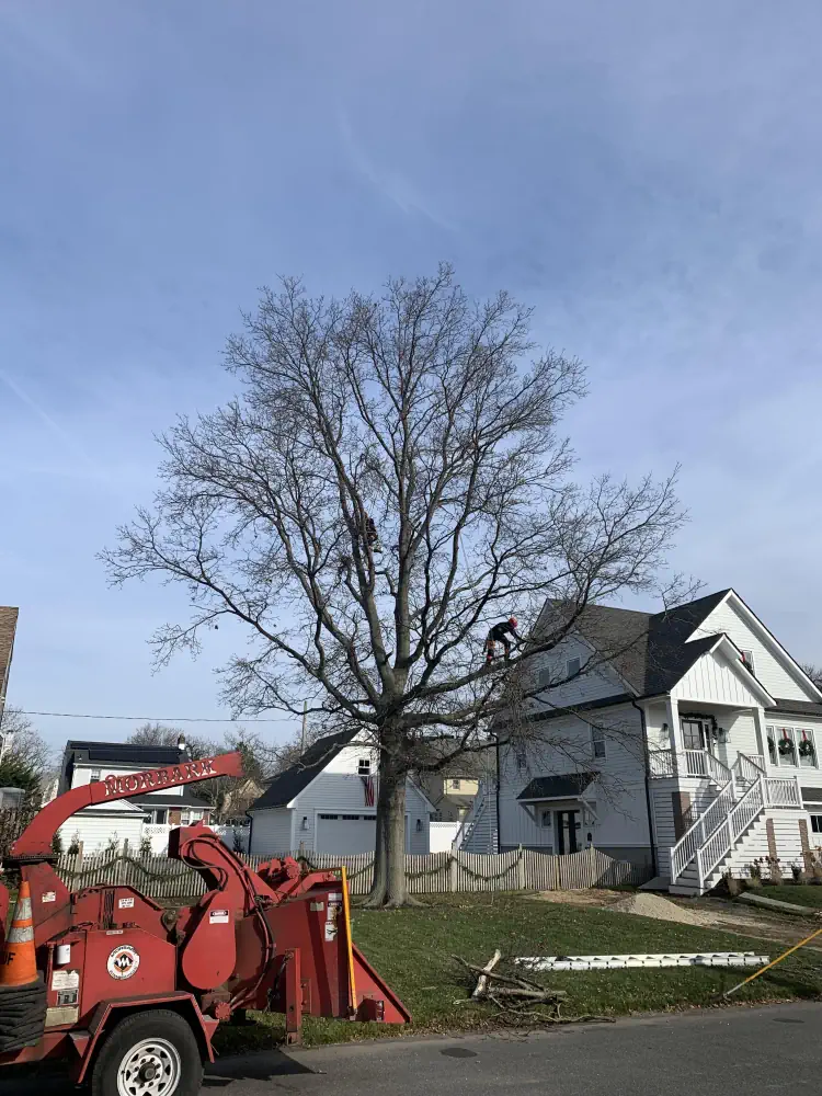 Specialty Tree Trimming in Freehold, Colts Neck & Farmingdale 8 medium hufnagel 141
