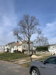 Trusted Tree Care for Monmouth Beach Homes 7 Image #2