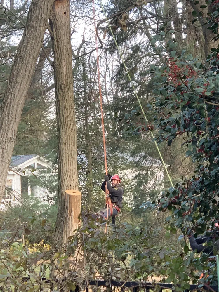 Tree Service in Belmar, Lake Como, and Avon-by-the-Sea: Trimming, Storm-Proofing, and Certified Arborist Care 6 medium hufnagel 158