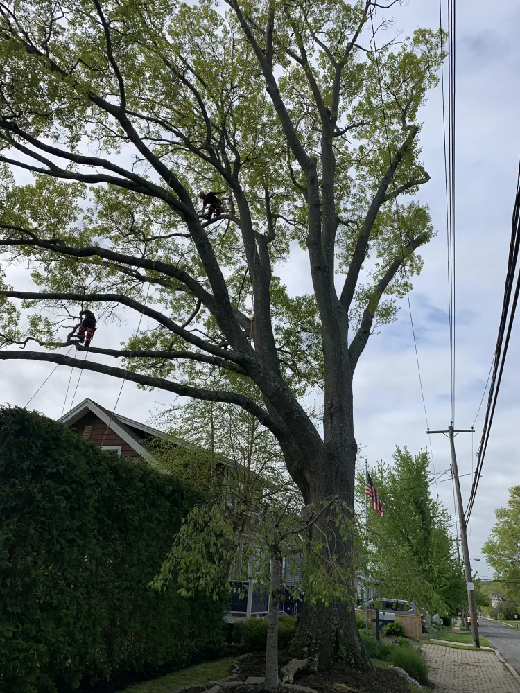 Expert Tree Care & Certified Arborists in Holmdel, NJ 3 medium hufnagel 166