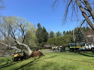 Ocean Township NJ: Tree Removal Services