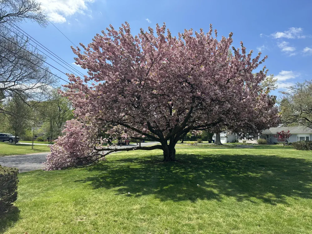 Tree Care and Pruning Services in Little Silver NJ 6 medium hufnagel 25