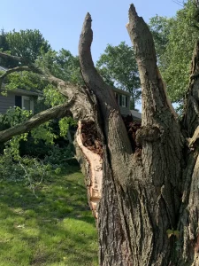 Environmental Spotlight: How Trees Shape Middletown Township 19 medium-hufnagel-27