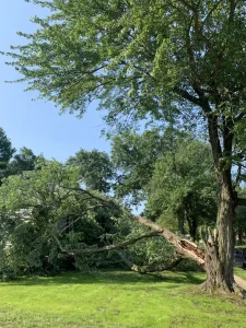 Environmental Spotlight: How Trees Shape Middletown Township 20 medium-hufnagel-28