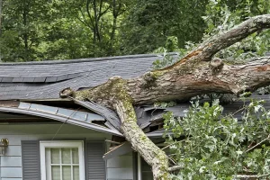 Environmental Spotlight: How Trees Shape Middletown Township 17 medium-hufnagel-33