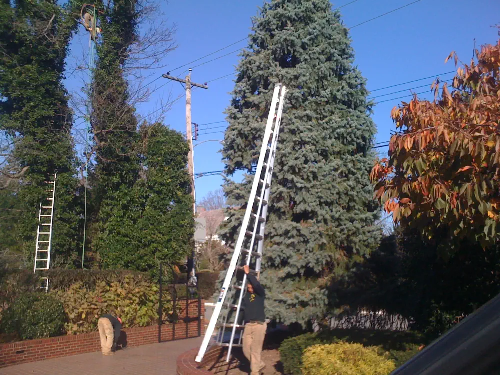 Expert Tree Trimming, Pruning, and Storm-Ready Care in Eatontown NJ 8 medium hufnagel 54