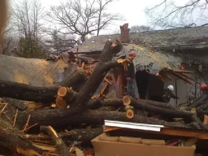 Environmental Spotlight: How Trees Shape Middletown Township 15 medium-hufnagel-57