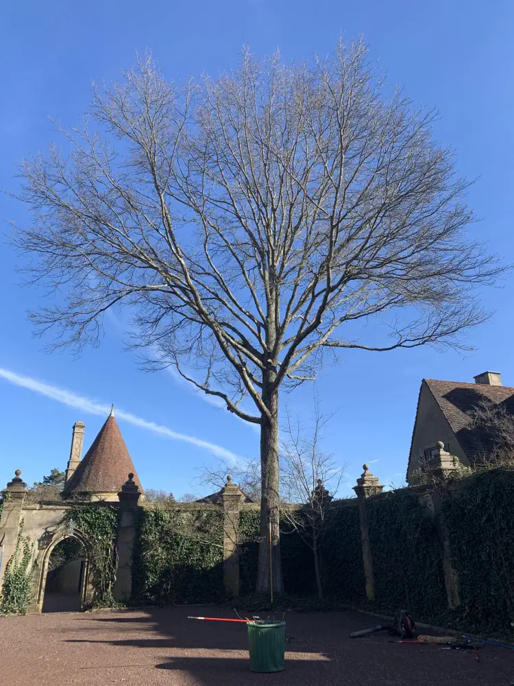 Tower Hill Farm Area Tree Service in Locust and Middletown, NJ 4 medium-hufnagel-63