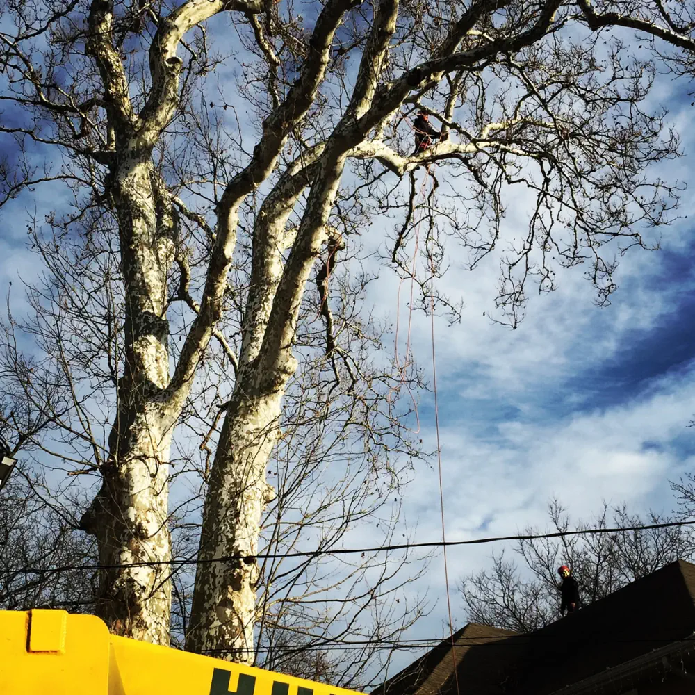 Raritan Bayshore Storm Preparedness: Tree Service for Coastal Communities 7 medium hufnagel 79