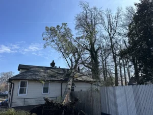 Environmental Spotlight: How Trees Shape Middletown Township 14 medium-hufnagel-83