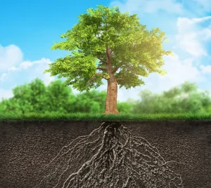 Tree Rejuvenation