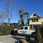 Expert Tree Pruning & Tree Care in Old Bridge, Sayreville, and South Amboy 11 On The Job