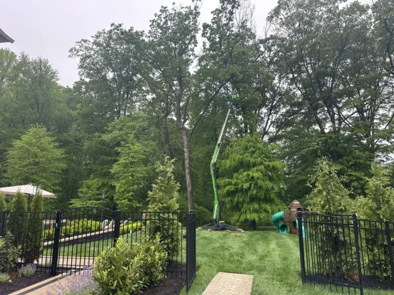 hufnagel-tree-blog-2025-3