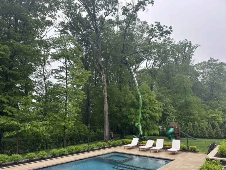 hufnagel-tree-blog-2025-4