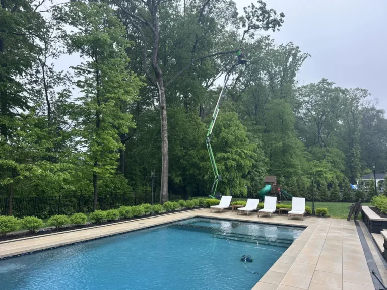 hufnagel-tree-blog-2025-5