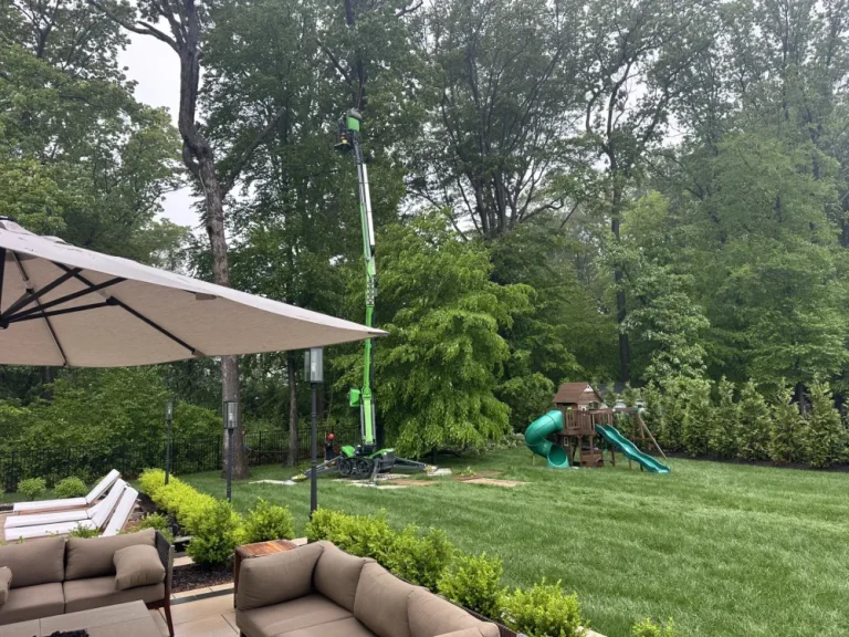 hufnagel-tree-blog-2025-6