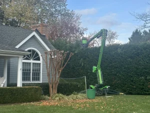 Why You Should Schedule Tree and Hedge Maintenance Before Summer