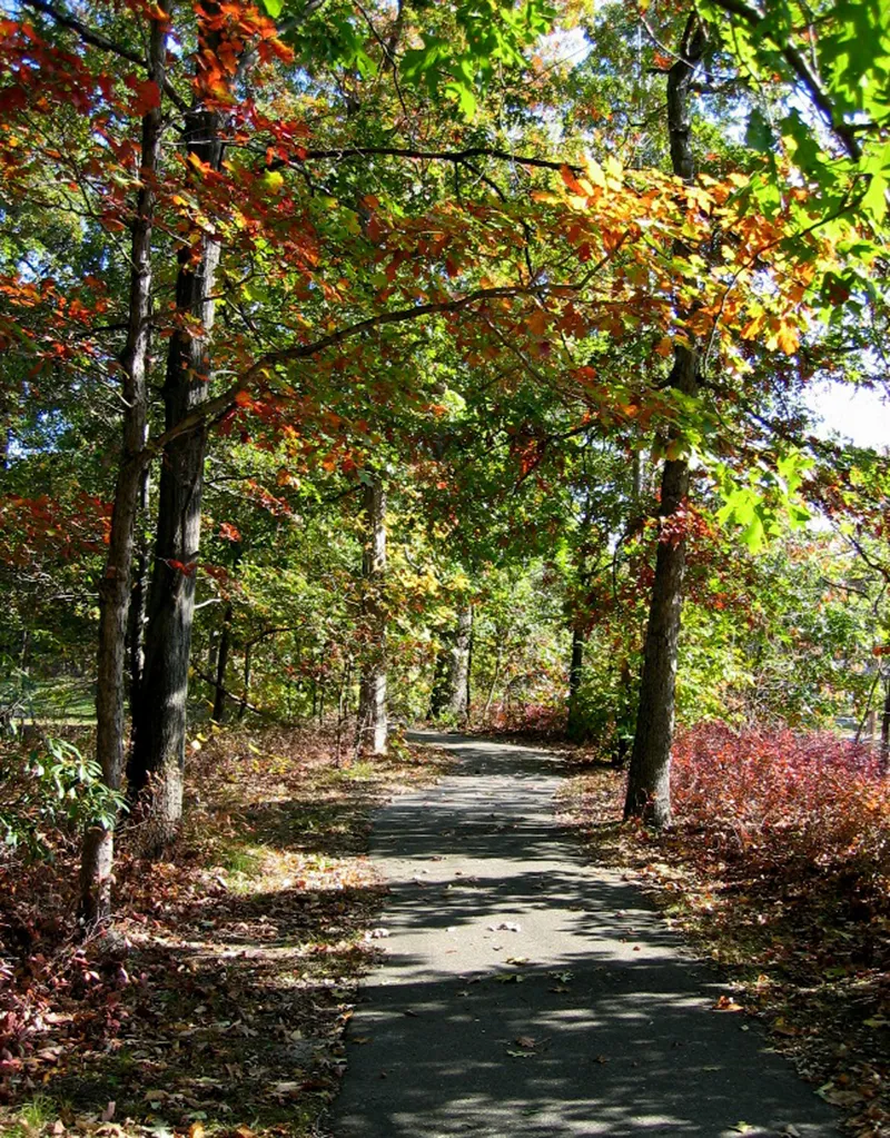 Trees in Eatontown, NJ park