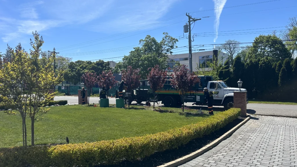 Specialty Tree Trimming in Freehold, Colts Neck & Farmingdale 5 Premium Tree Trimming
