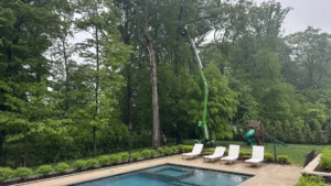 Tree Pruning in Marlboro: Tree Service for Mature Trees
