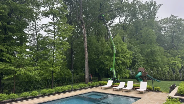 Tree Pruning in Marlboro: Tree Service for Mature Trees