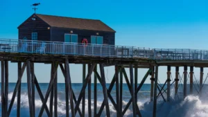 Tree Service in Belmar, NJ: Trimming, Removal, Rejuvenation and More