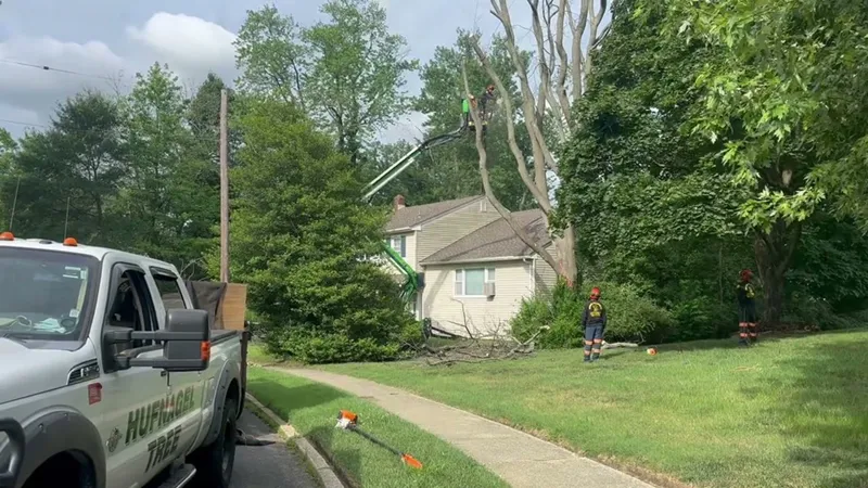 Ocean Township Tree Service and Certified Arborists