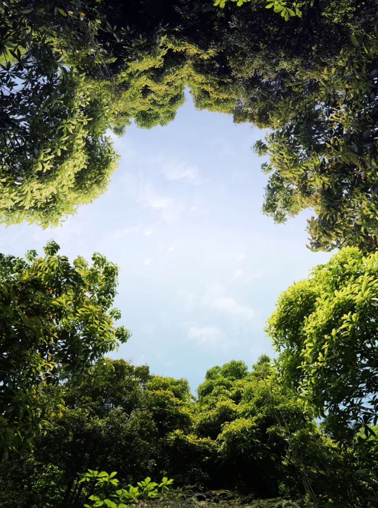 Specialty Tree Trimming in Freehold, Colts Neck & Farmingdale 10 Canopy Shaping