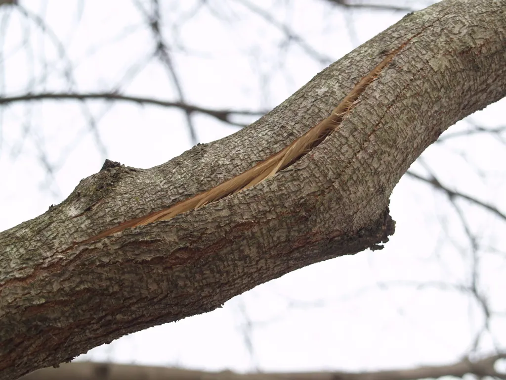 Morganville’s #1 Tree Service Experts: Trimming, Restoration, Removal 5 Damaged Tree Limb