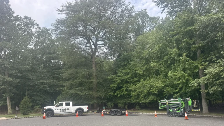 Expert Tree Trimming, Pruning, and Storm-Ready Care in Eatontown NJ