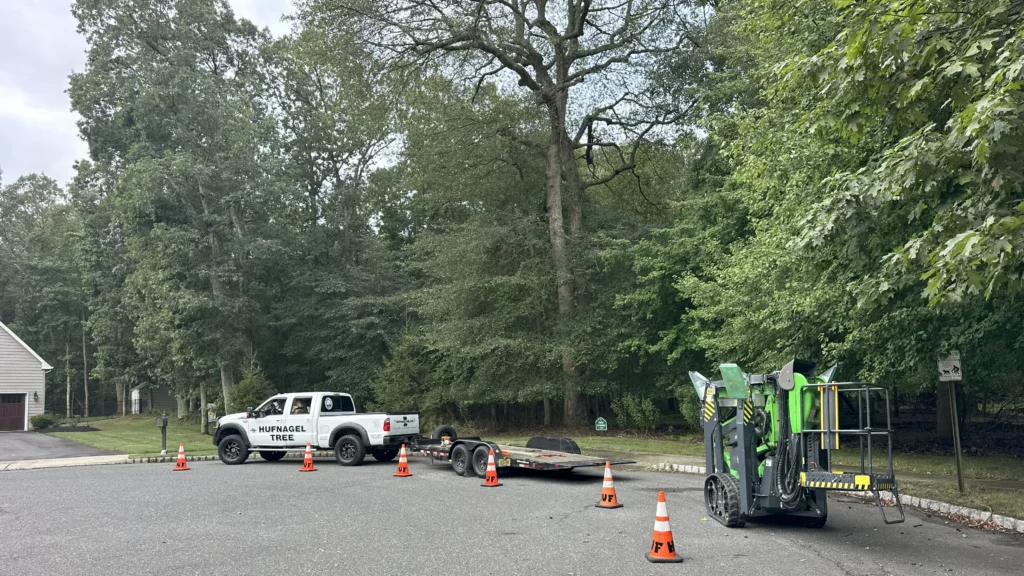 Expert Tree Trimming, Pruning, and Storm-Ready Care in Eatontown NJ 1 Tree Pruning near Eatontown, NJ
