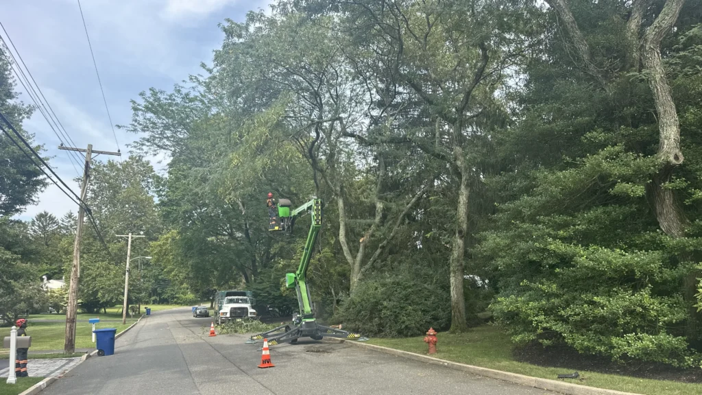 Tree Service in Shrewsbury NJ: Expert Trimming, Pruning, and Canopy Shaping 2 Tree Service near Eatontown, NJ