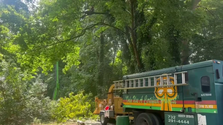 Tree Trimming Videos: Service in Long Branch, NJ