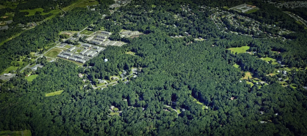 Morganville’s #1 Tree Service Experts: Trimming, Restoration, Removal