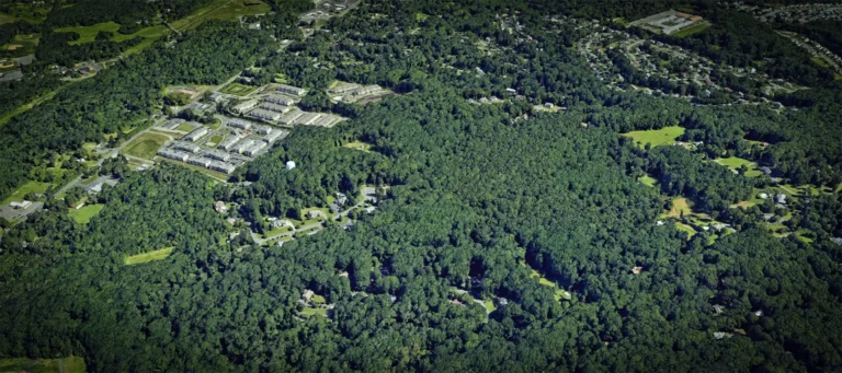 Morganville’s #1 Tree Service Experts: Trimming, Restoration, Removal