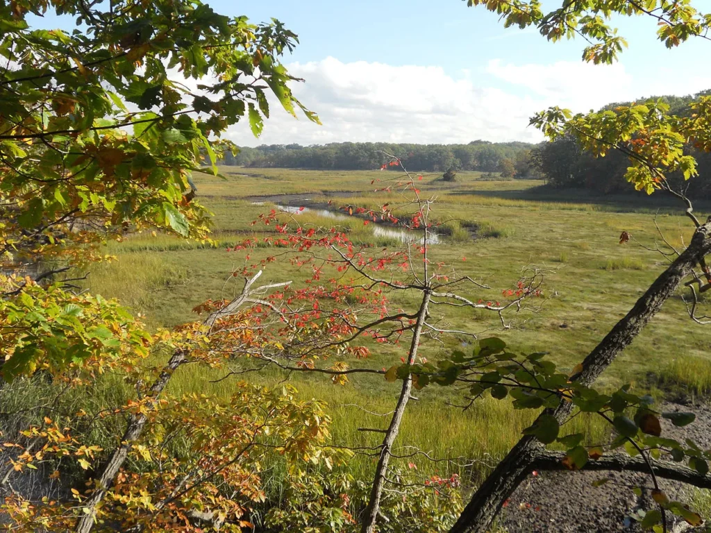 Expert Tree Trimming in Morganville, Marlboro, and Old Bridge NJ 2 oldbridge tree expert company