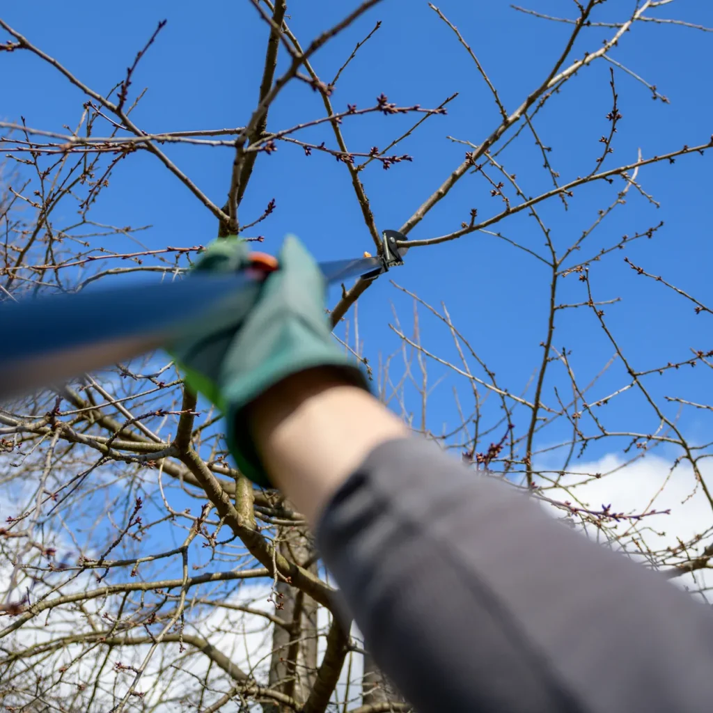 Master Tree Pruning Near Me