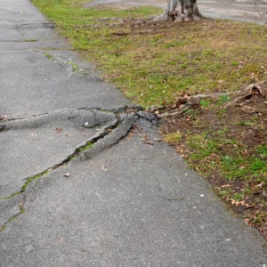 Environmental Spotlight: How Trees Shape Middletown Township 11 Driveway Cracked By Tree Roots