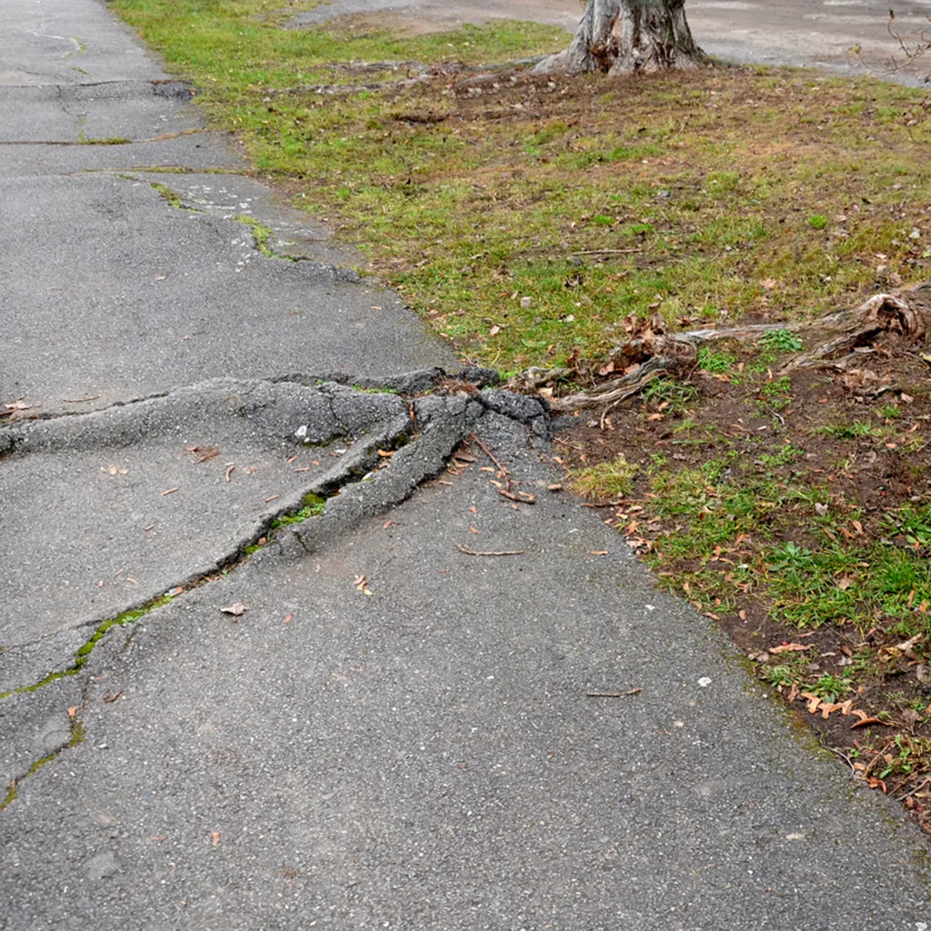 Driveway Cracked By Tree Roots