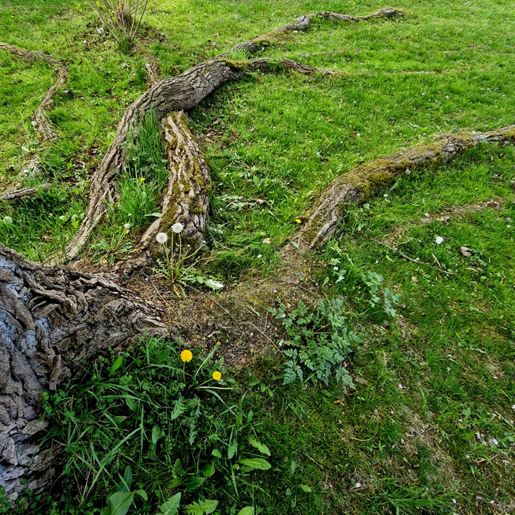 Exposed Tree Roots