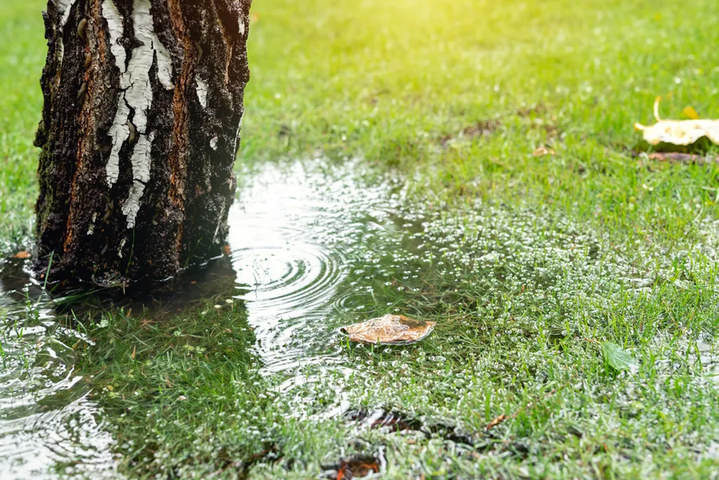 Soil Saturated