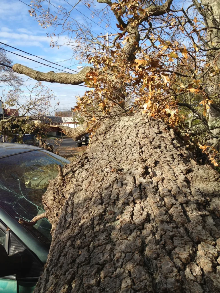 Tree Fell on Car