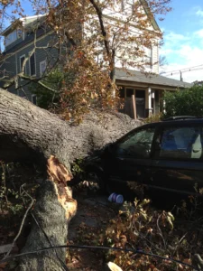 Environmental Spotlight: How Trees Shape Middletown Township 8 Tree Fell on Car