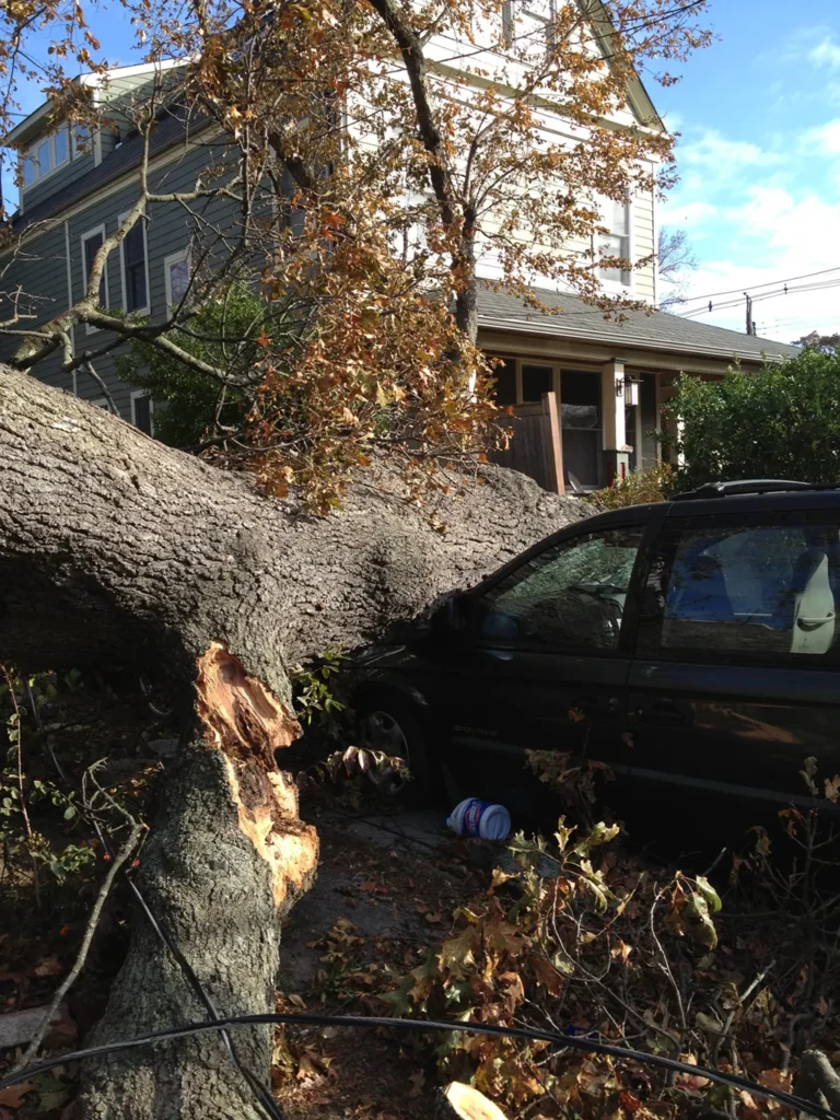 Tree Fell on Car