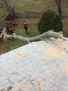 Environmental Spotlight: How Trees Shape Middletown Township 9 Tree Fell on Home