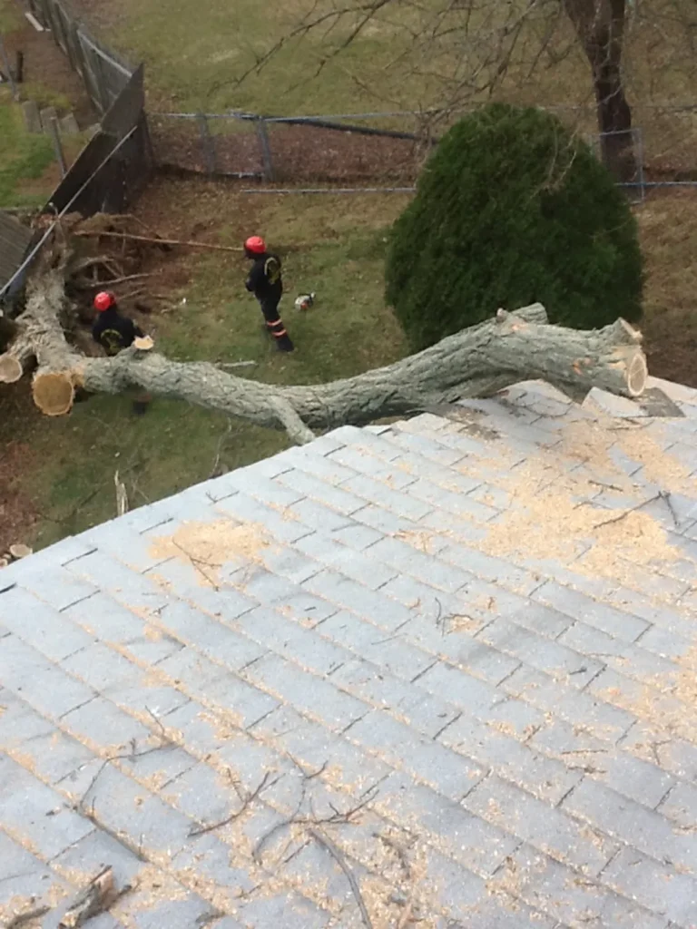 Tree Fell on Home