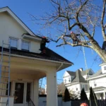Expert Tree Pruning & Tree Care in Old Bridge, Sayreville, and South Amboy 6 Precision Tree Trimming