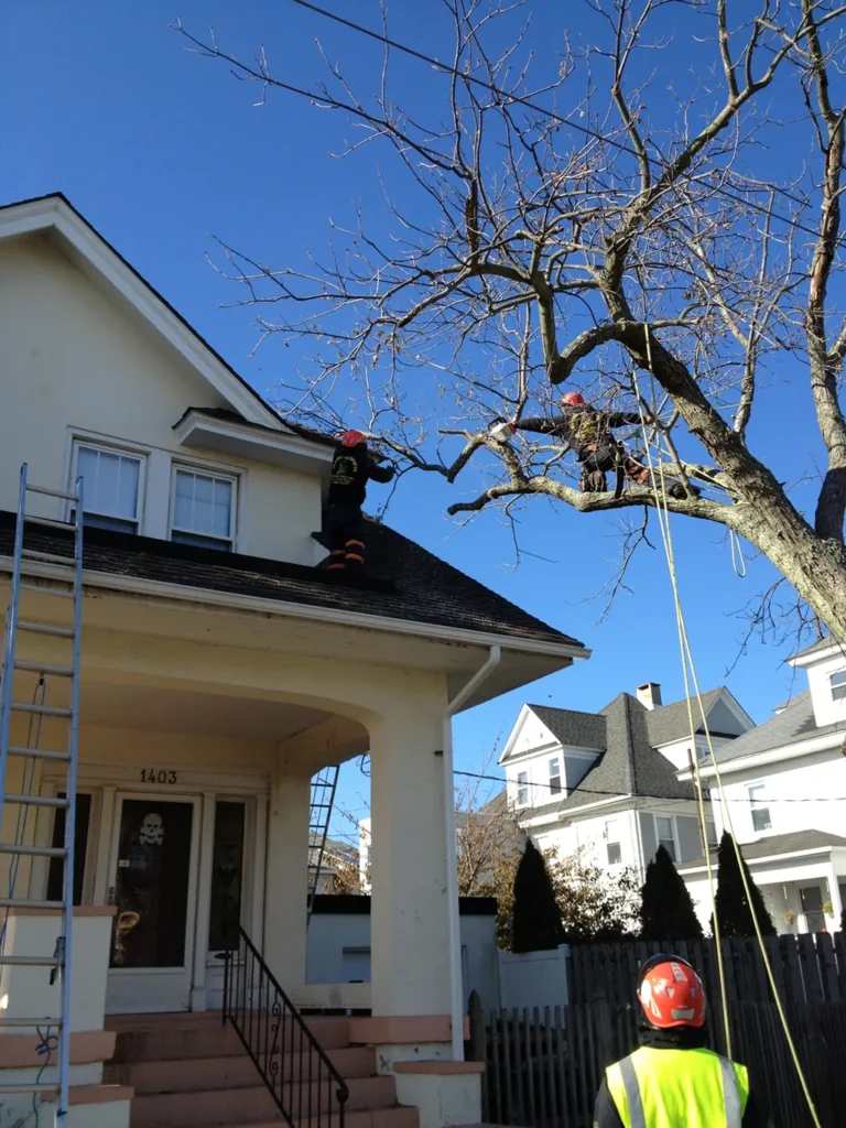 Precision Tree Trimming