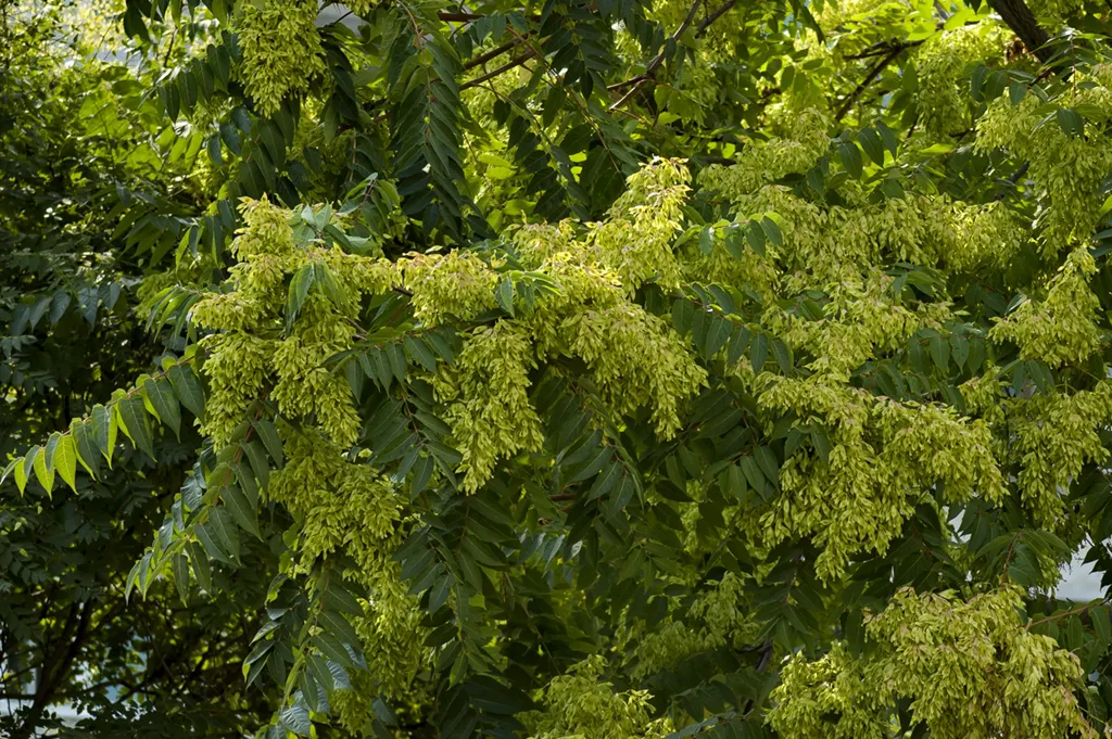 Overgrowth Tree of Heaven